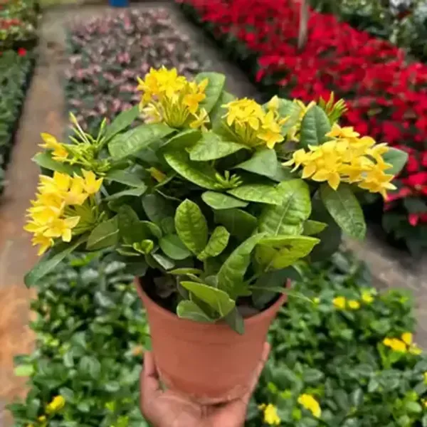 Yellow_Chinese_Ixora_Flower_Plants