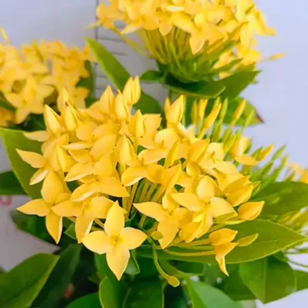 Yellow_Chinese_Ixora_Flower_Plants