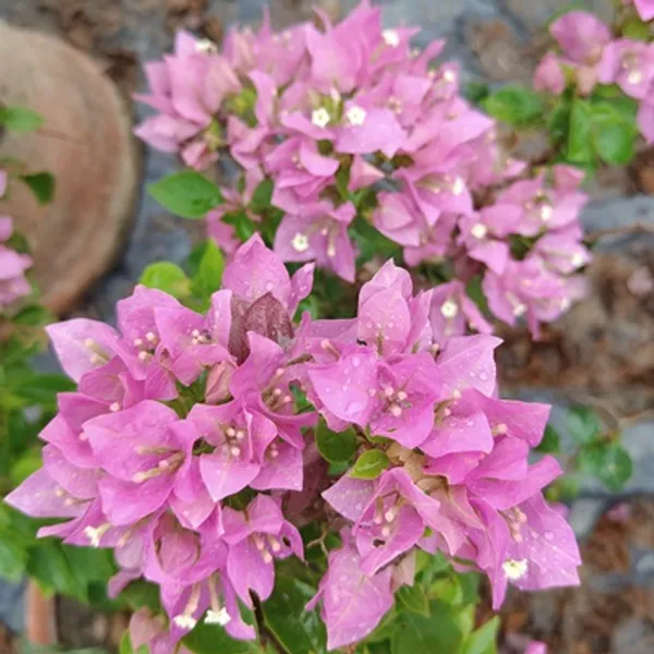 Pink_Veera_Bougainvillea_Flower_Plant