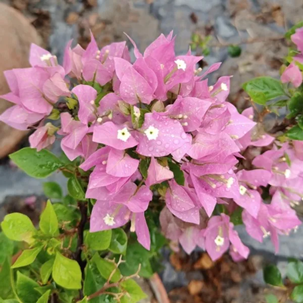 Pink_Veera_Bougainvillea_Flower_Plant