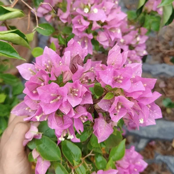Pink_Veera_Bougainvillea_Flower_Plant