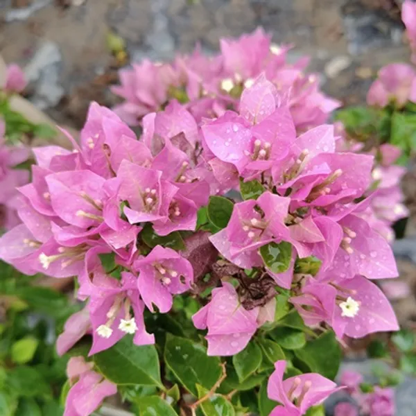 Pink_Veera_Bougainvillea_Flower_Plant