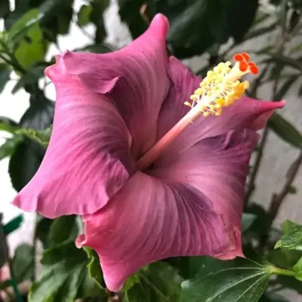 Pink_American_Variety_Hibiscus_Flower_Plants