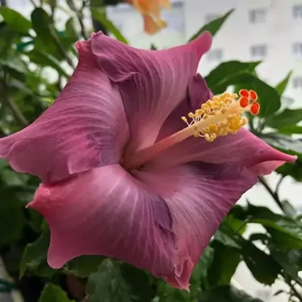 Pink_American_Variety_Hibiscus_Flower_Plants
