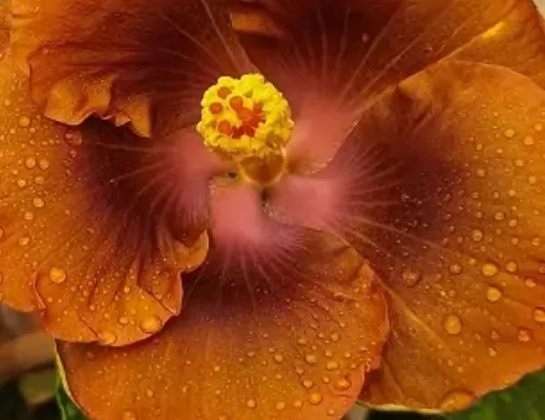 Deep_Yellow_American_Variety_Hibiscus_Flower_Plant
