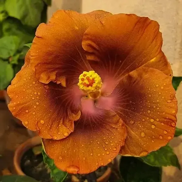 Deep_Yellow_American_Variety_Hibiscus_Flower_Plant
