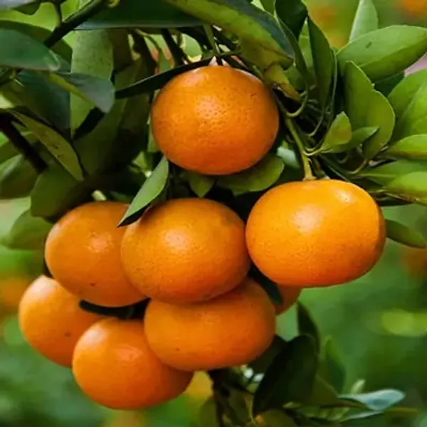 Orange_Satsuma_Grafted_&_Amp_Hybrid_Lemon_Fruit_Plant