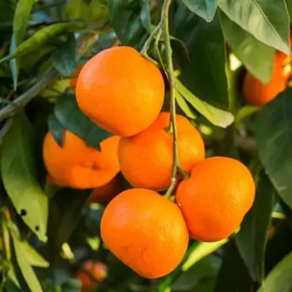 Orange_Satsuma_Grafted_&_Amp_Hybrid_Lemon_Fruit_Plant