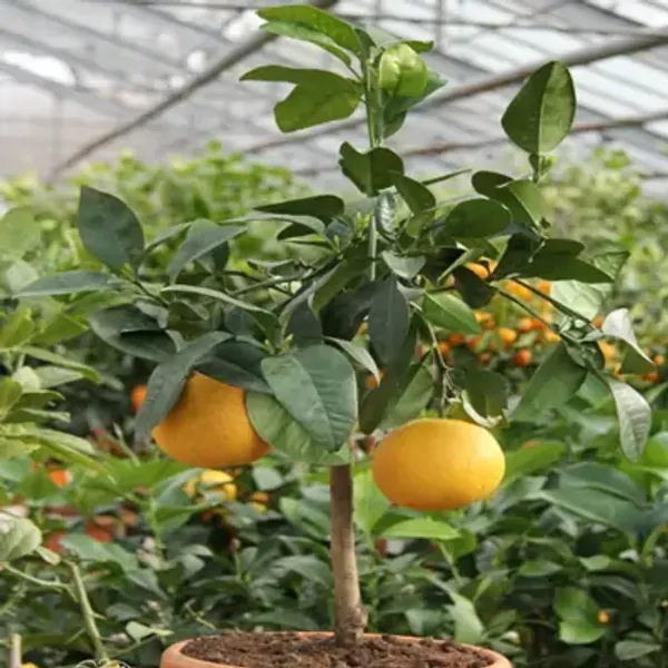 Orange_Satsuma_Grafted_&_Amp_Hybrid_Lemon_Fruit_Plant