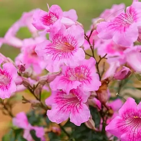 Pink_Tecoma_Flower_Plant