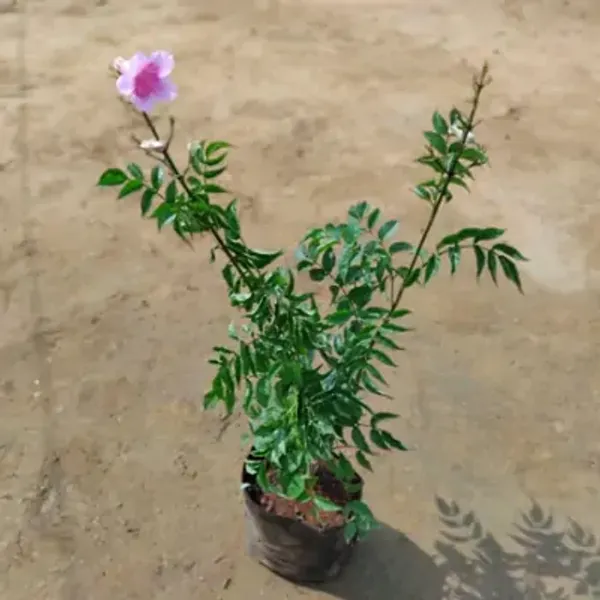 Pink_Tecoma_Flower_Plant