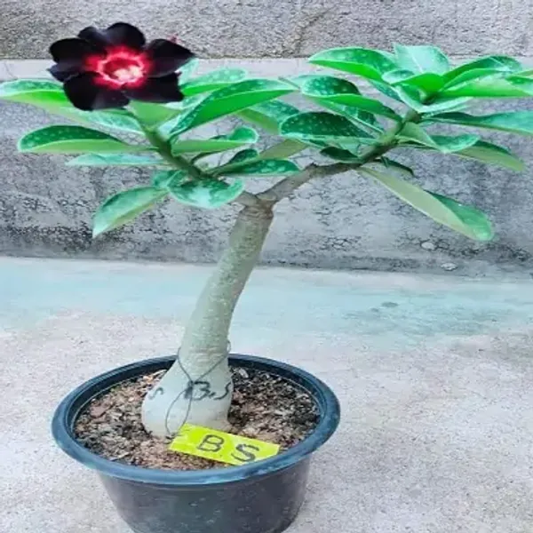Black_&_Pink_Adenium_Live_Plant_Grafted