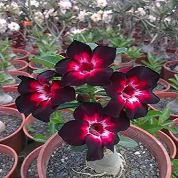 Black_&_Pink_Adenium_Live_Plant_Grafted