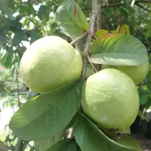 Green_Vietnam_All_Time_Guava_Grafted_Fruit_Plant