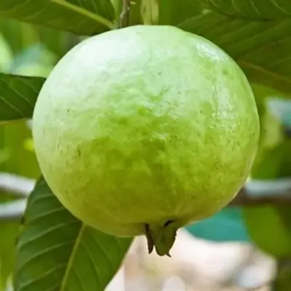 Green_Vietnam_All_Time_Guava_Grafted_Fruit_Plant