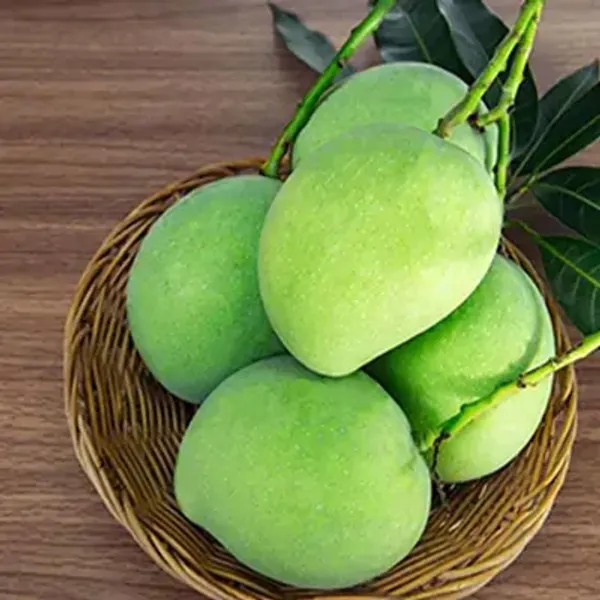 Green_Kacha_Mittha_Mango_Grafted_Fruit_Plant