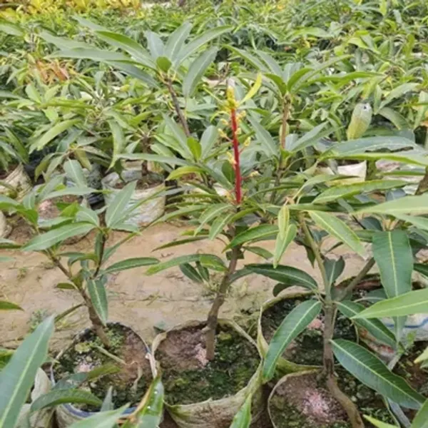 Green_Kacha_Mittha_Mango_Grafted_Fruit_Plant