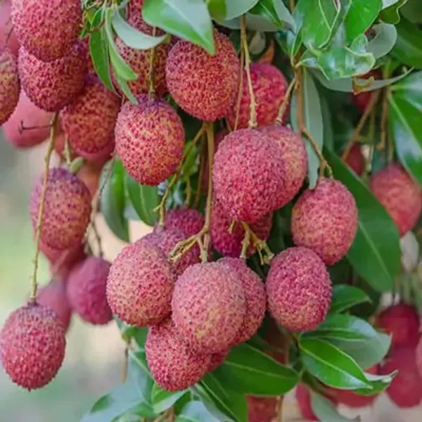 Red_Atha_Bombay_Litchi_Fruit_Plant_Lychee
