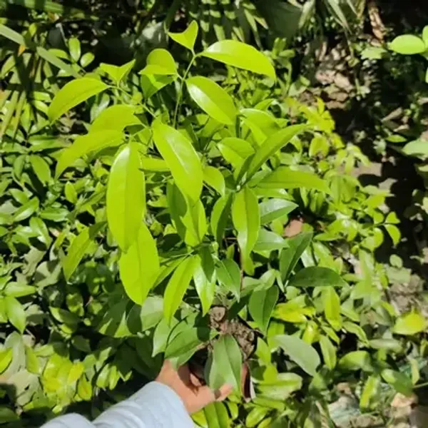 Red_Atha_Bombay_Litchi_Fruit_Plant_Lychee
