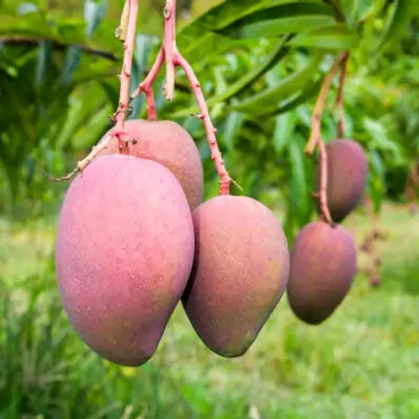 Purple_Sindur_Kout_Grafted_Mango_Fruit_Plant