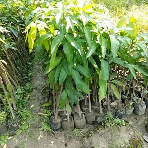 Purple_Sindur_Kout_Grafted_Mango_Fruit_Plant
