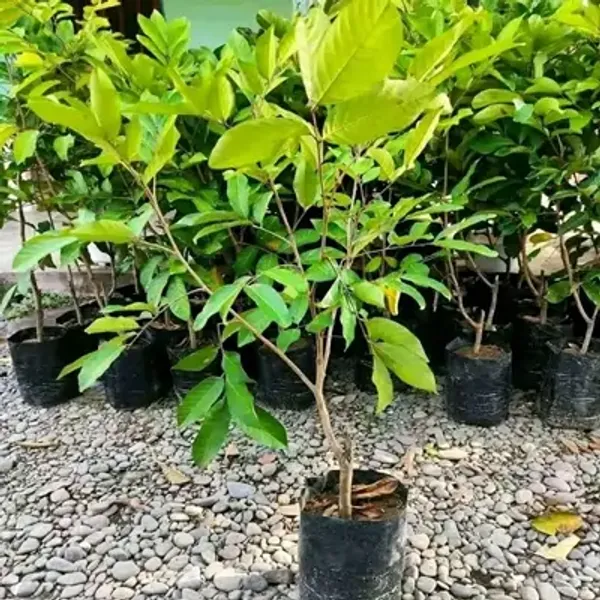 Red_Rambutann18_Grafted_&_Amp_Hybrid_Fruit_Plant