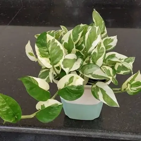 Green_Veigated_Money_Perfect_For_Adding_Beauty_Plant