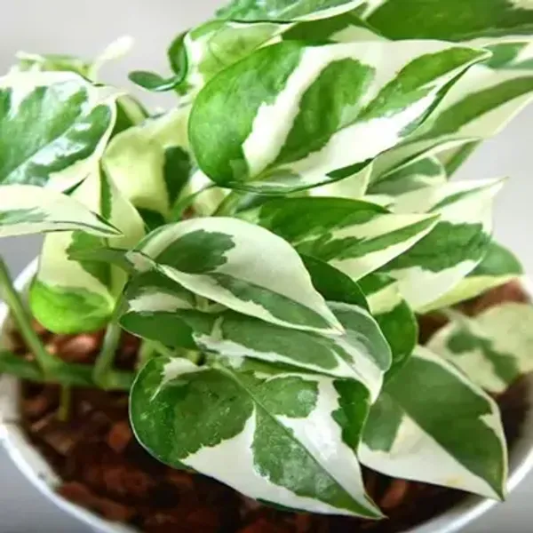 Green_Veigated_Money_Perfect_For_Adding_Beauty_Plant