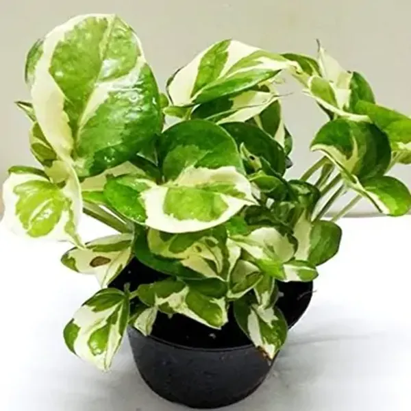 Green_Veigated_Money_Perfect_For_Adding_Beauty_Plant