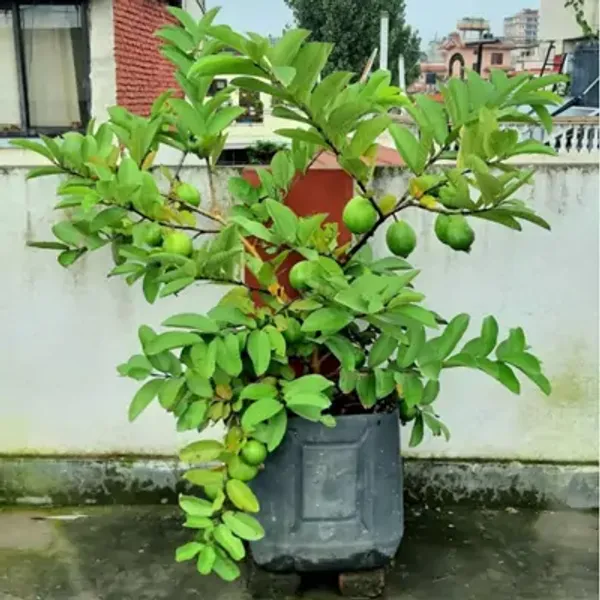 Green_Allahabad_Safeda_Gauva_Grafted_Fruit_Plants