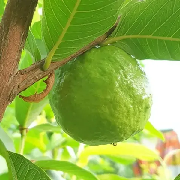 Green_Allahabad_Safeda_Gauva_Grafted_Fruit_Plants