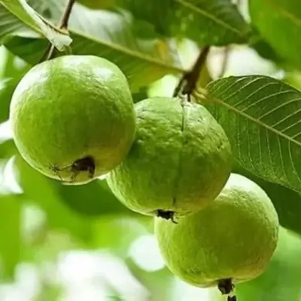 Green_Allahabad_Safeda_Gauva_Grafted_Fruit_Plants