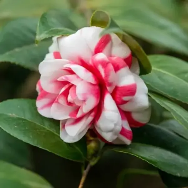 Red_&_White_Camellia_Flower_Plant