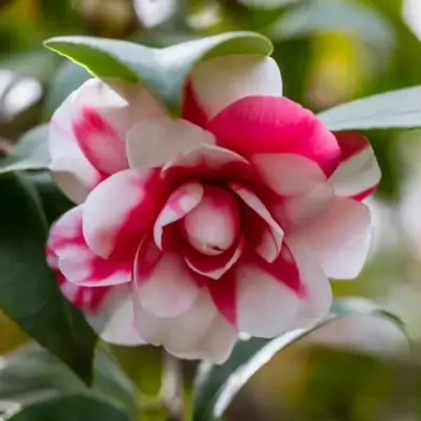 Red_&_White_Camellia_Flower_Plant