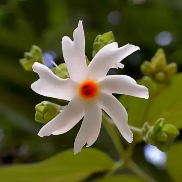 White_All_Time_Parijat_Night_Blooming_Jasmine_Flower_Plant
