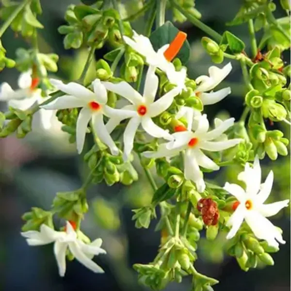 White_All_Time_Parijat_Night_Blooming_Jasmine_Flower_Plant
