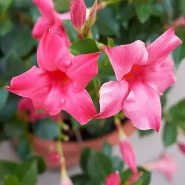 Purple_Mandeville_Flower_Plant_Light
