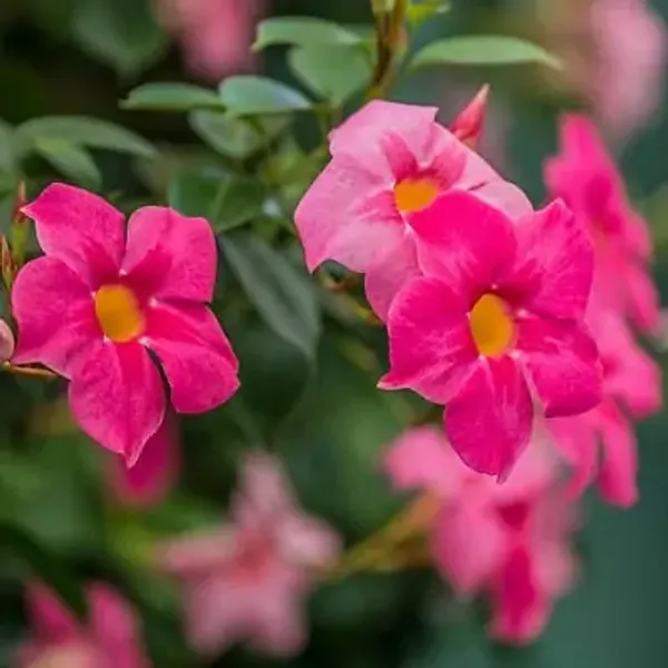 Purple_Mandeville_Flower_Plant_Light