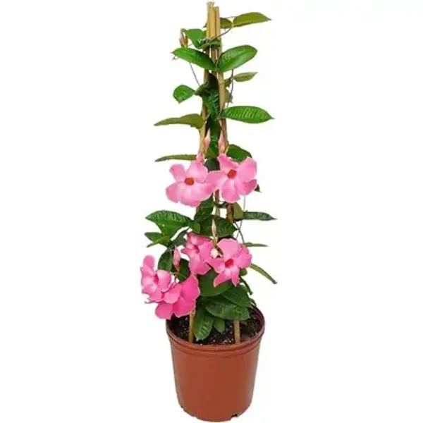 Purple_Mandeville_Flower_Plant_Light