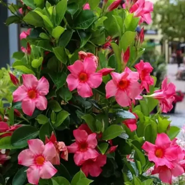 Purple_Mandeville_Flower_Plant_Light