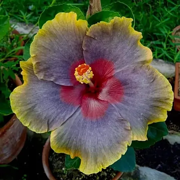 Multicolor_Australian_Variety_Grafted_Hibiscus_Flower_Plant