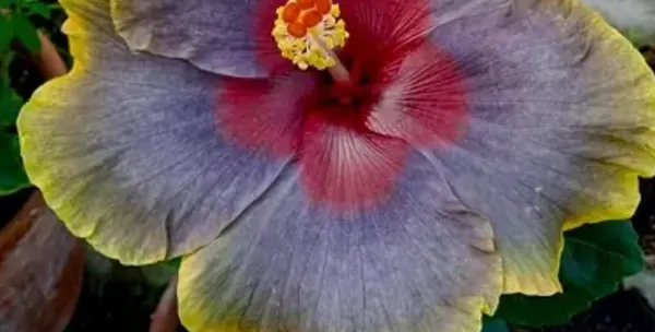 Multicolor_Australian_Variety_Grafted_Hibiscus_Flower_Plant