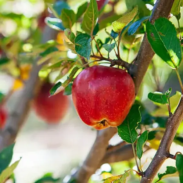 Red_Apple_Fruit_Plant