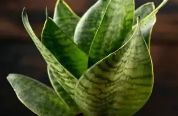 Green_Premium_Perfect_For_Adding_Beauty_Snake_Plant