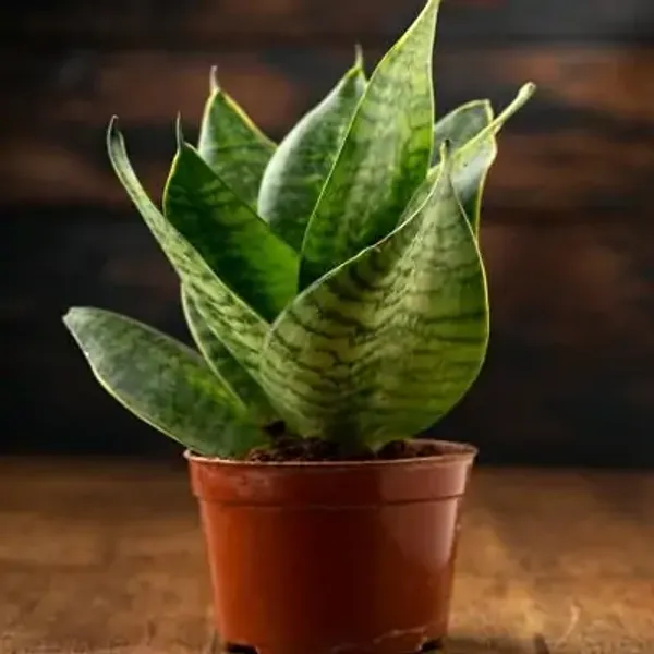 Green_Premium_Perfect_For_Adding_Beauty_Snake_Plant
