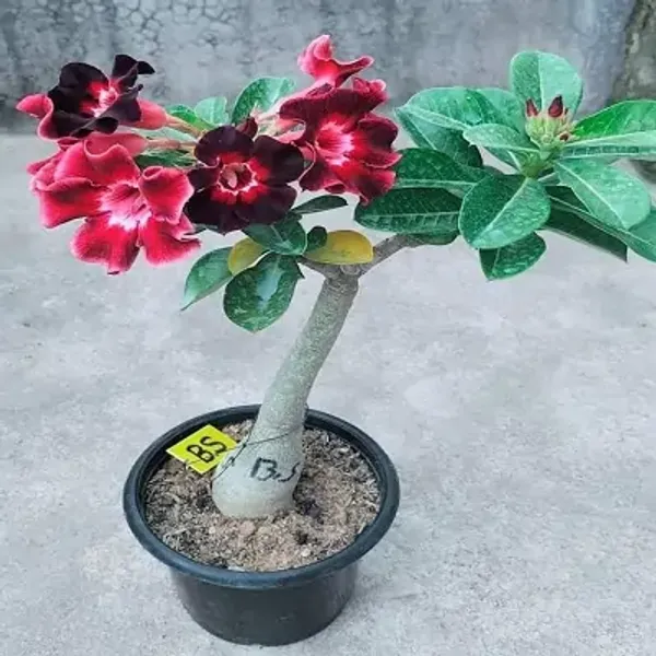 Multicolor_Adenium_Live_Plant_Grafted
