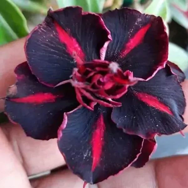 Multicolor_Adenium_Live_Plant_Grafted