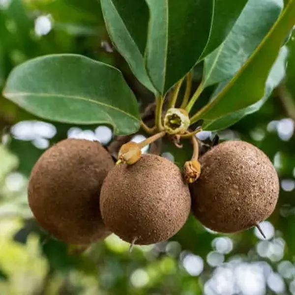 Chikoo_Grafted_Fruit_Plant