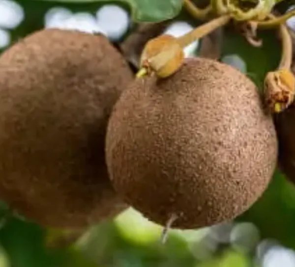 Chikoo_Grafted_Fruit_Plant