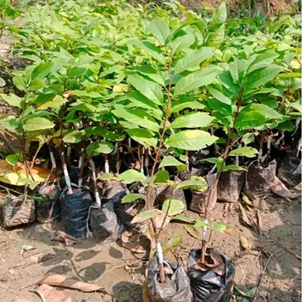 Green_Custard_Apple_Grafted_Fruit_Plant